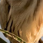 204A6432  Blongios nain